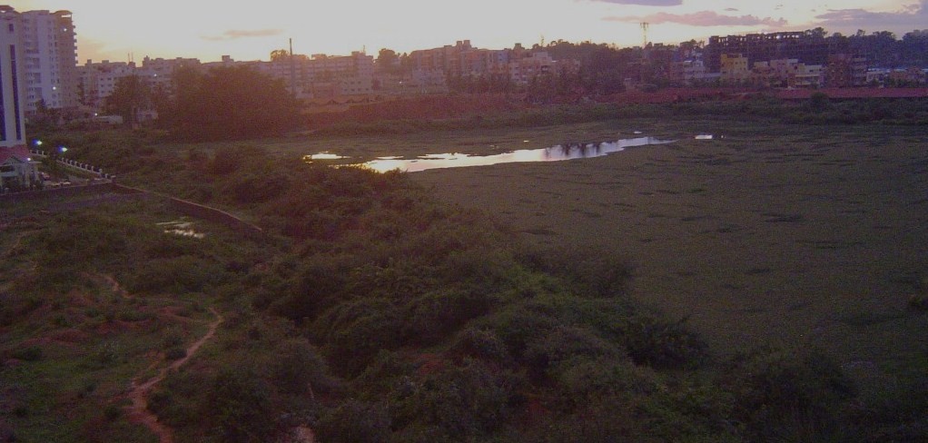 Chinnapanahalli lake covered with weed