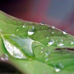 Rainwater