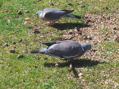 pigeon eating seeds