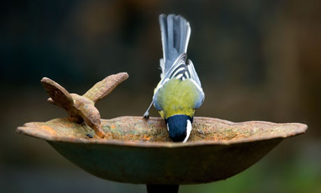 bird, water, summer, drinking, thirsty