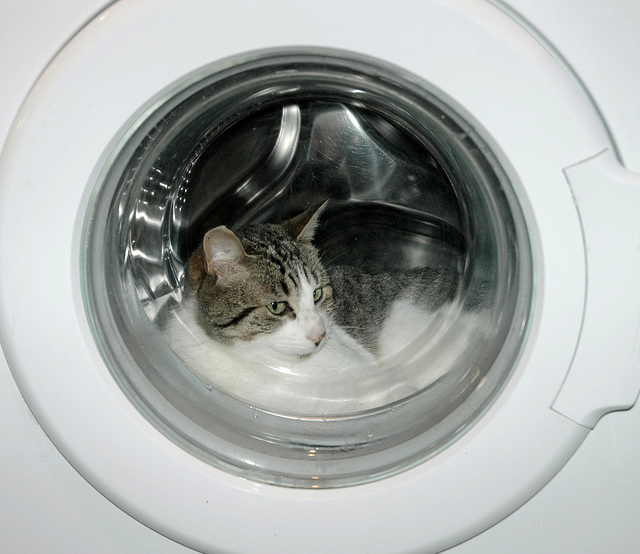 cat, washing machine, cat in a washing machine, pet proof