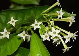 Night Blowing Jasmine