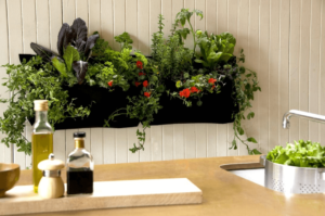 indoor-garden