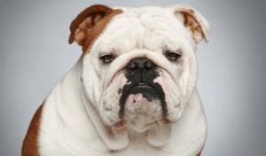 english-bulldog