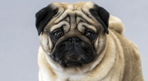 pug