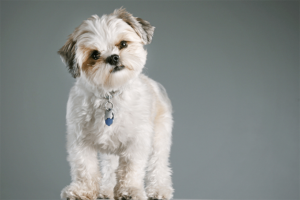 shih-tzu