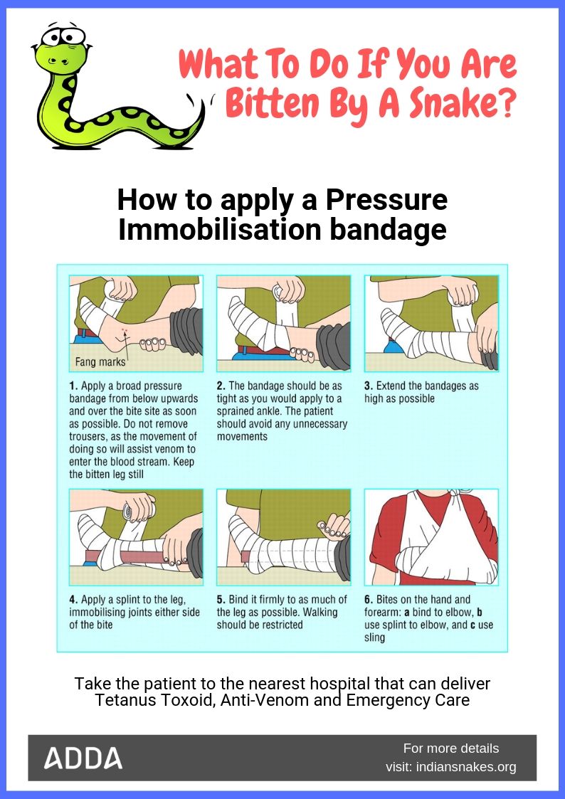 snakebite precautions - apartment safety