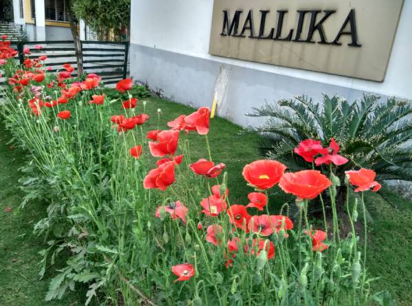 Mallika Malancha