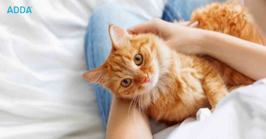 cats rules in apartment