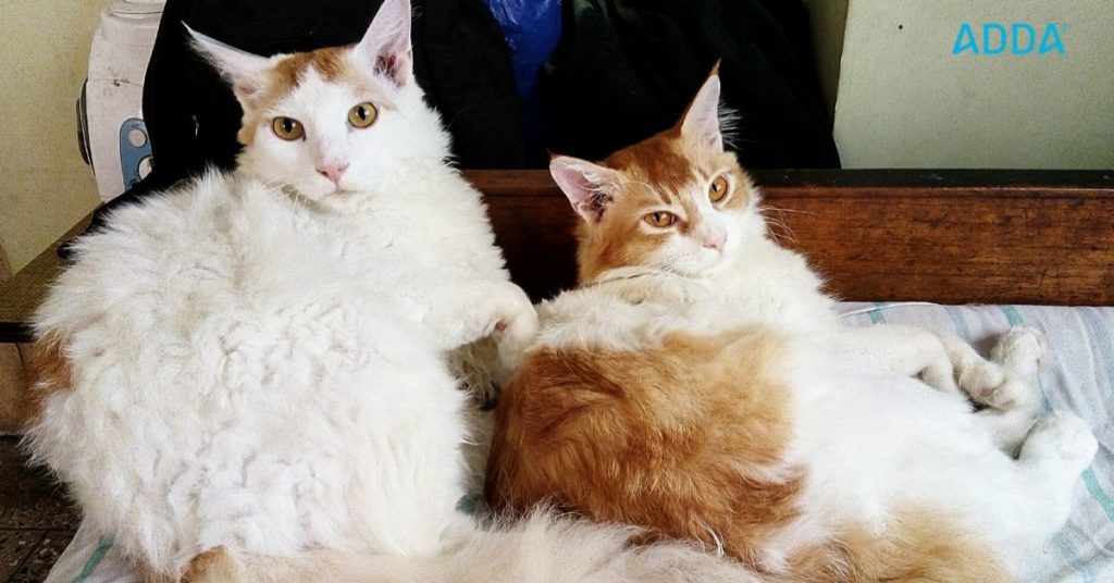 pet rules in housing society