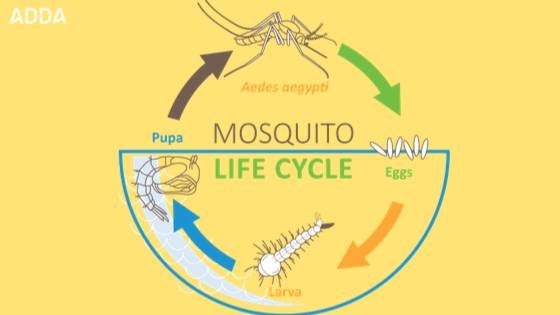Dengue Mosquito Lifecycle