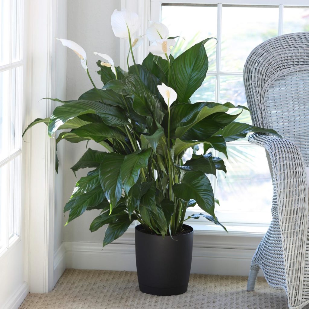 indoor plants in apartments