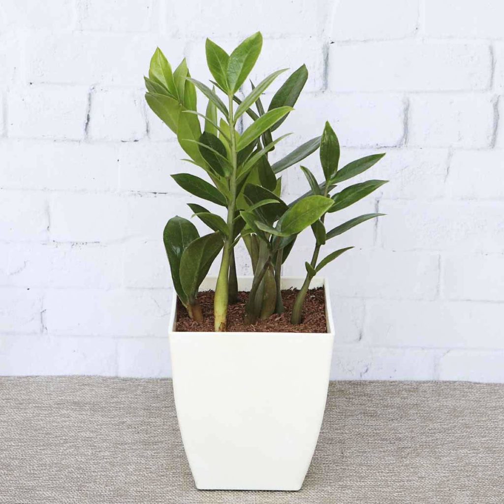 ZZ Plant