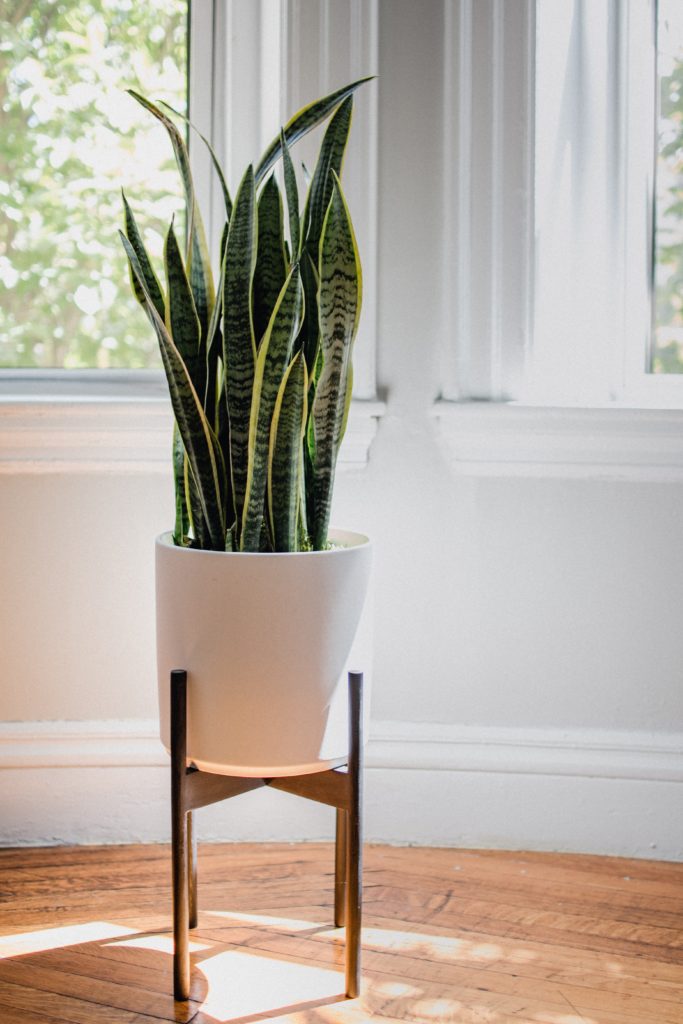 indoor plants in apartments