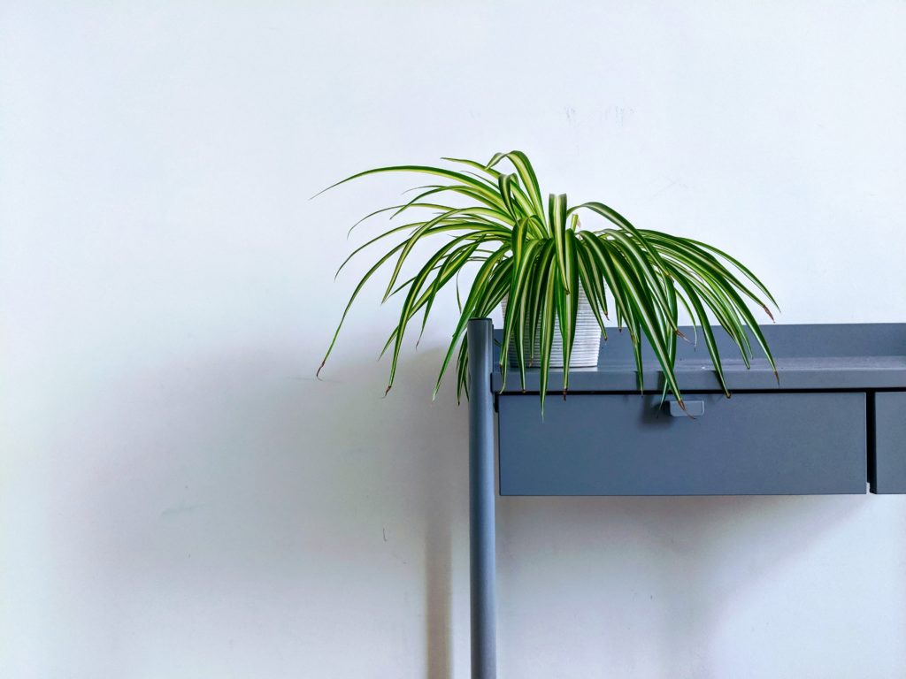 indoor plants in apartments