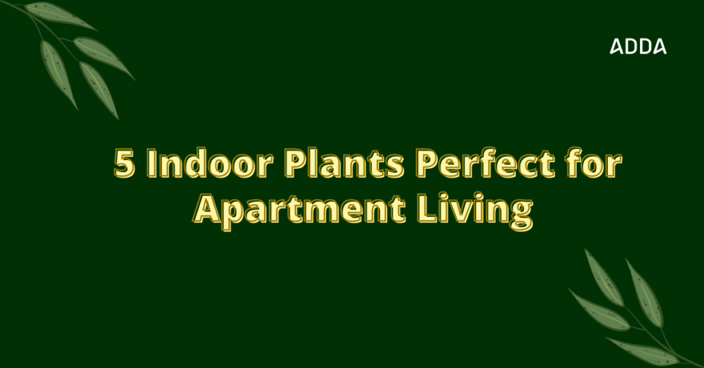 indoor plants in apartments